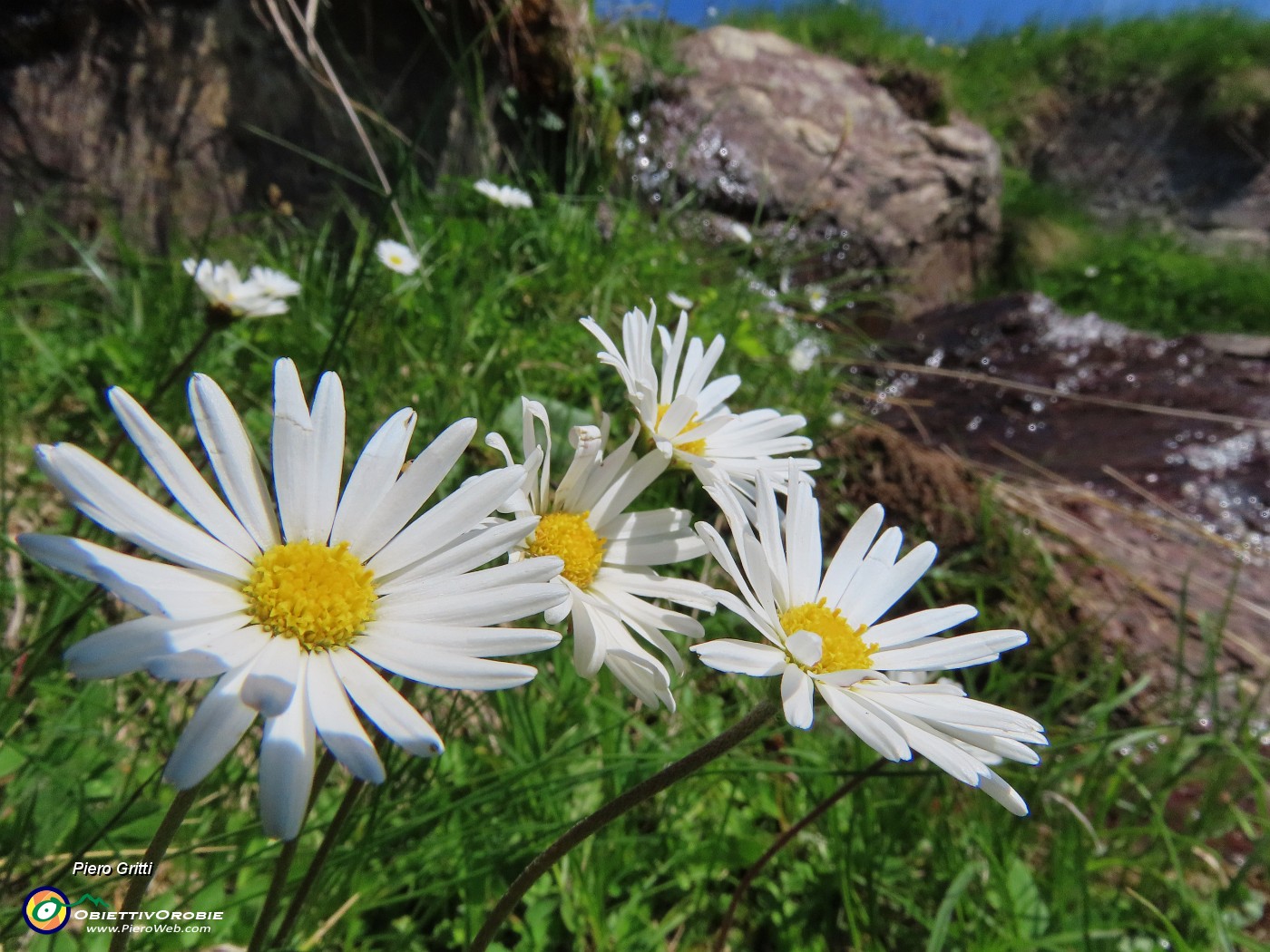 22 Leucanthemum (Margherita).JPG